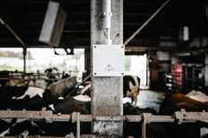 Spelsberg Pro Doos IP69 Zwart - 40600001